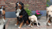lamoen-honden