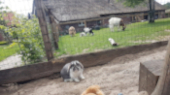 lamoen-kinderboerderij