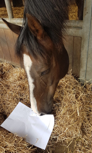 lamoen-paard-formulier