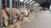 lamoen-paarden-in-stal-etend
