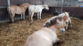 lamoen-paarden-in-stal-staand-liggend