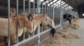 lamoen-paarden-in-stal