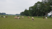lamoen-paarden-in-wei